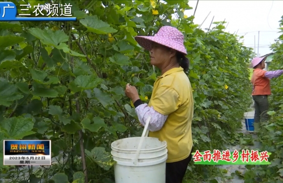 广西贺州：持续擦亮农产品品牌 